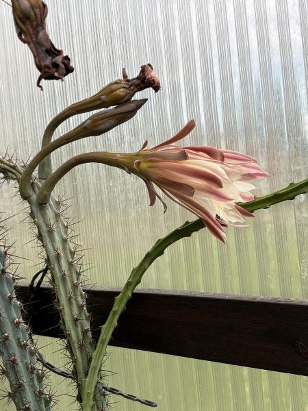 Cereus aethiops